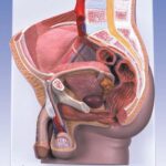 Pelvis masculina, 2 piezas