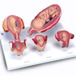 Serie 3B Scientific® de Embarazo, 5 Modelos