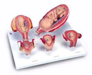 Serie 3B Scientific® de Embarazo, 5 Modelos