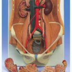 Sistema Urinario de sexo dual, en 6 piezas
