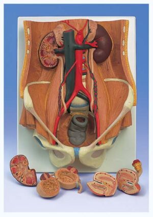 Sistema Urinario de sexo dual, en 6 piezas