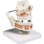 Dentadura de adulto