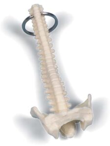 Llavero de argolla columna vertebral