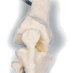 Llavero de arillo de articulacion de rodilla