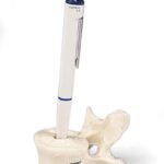 Porta Lapicero de Vertebra Lumbar