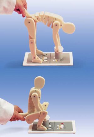 Figura humana de demostración para levantar objetos correctament