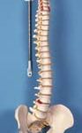 Columna flexible - versión clásica con cabezas de fémur