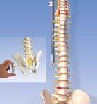 Columna flexible – versión de lujo