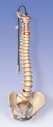 Columna flexible - versión clásica con pelvis femenino