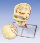 Cráneo neurovascular