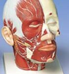 Musculatura de la Cabeza con Nervios