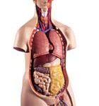 Torso clásico asexuado, 14 partes