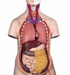 Torso clásico asexuado, 12 partes