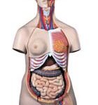 Torso de lujo de doble sexo, 24 partes