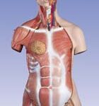 Torso de lujo con músculos, 31 partes