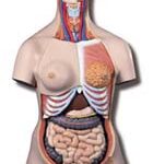 Super-torso de doble sexo con espalda abierta, 28 partes