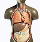 Torso africano masculino, 11 partes
