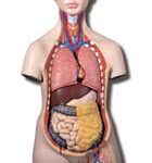 Torso bisexuado asiático
