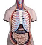 Torso de lujo masculino, con cabeza, 20 partes