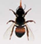 Abeja (Apis mellifera)