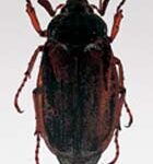Abejorro (Melolontha hippocastani)