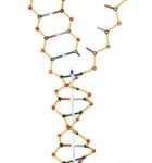 ADN - ARN Set