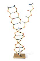 ADN - ARN Set