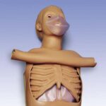 Torso CPR