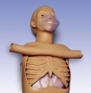 Torso CPR