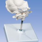 Atlas y axis con lamina horizontal del occipital Montado sobre s