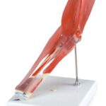 Articulación del codo, 8 piezas