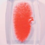 Modelo de los vasos renales (rojo)
