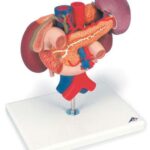 Riñones con órganos posteriores del abdomen superior, de 3 pieza