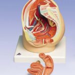 Pelvis femenina, 2 piezas