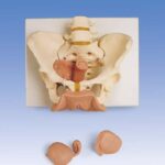 Esqueleto de la pelvis con órganos genitales, femeninos, en 3 pi