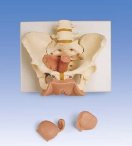 Esqueleto de la pelvis con órganos genitales, femeninos, en 3 pi