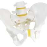 Esqueleto de la pelvis, masculino