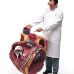 Corazón grande, 8 veces su tamaño natural