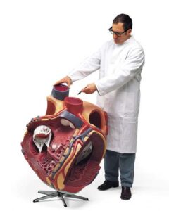 Corazón grande, 8 veces su tamaño natural