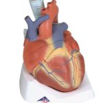 Corazón, en 7 piezas