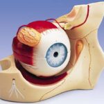 Ojo, 6 veces su tamaño natural, 8 piezas