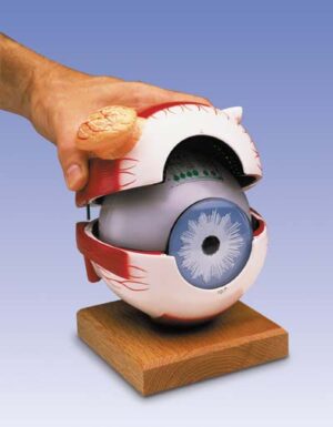 Globo ocular con cristalino funcional, 6 veces su tamaño natural