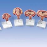 Serie 3B Scientific® de Embarazo