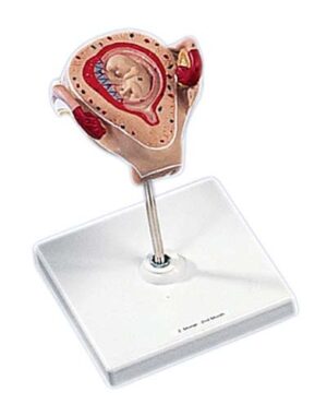 Embrión del 2do Mes