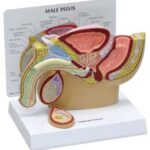Pelvis Masculina con Testículo