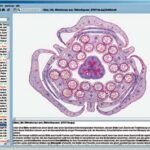 CD con imágenes microscópicas para la serie formativa B
