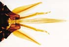 Apis mellifica, abeja melífera - español