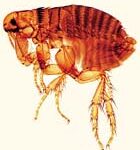 Parasitología General, Colección pequeña - español