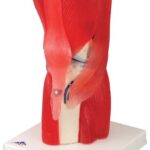 Articulación de la rodilla, 12 partes