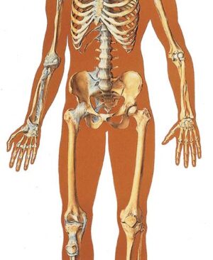 El Esqueleto Humano, con ligamentos, frontal
